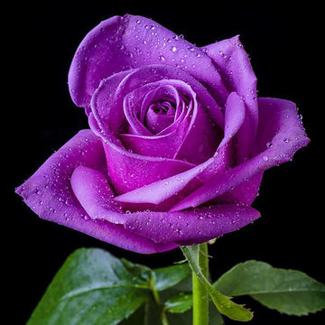 Rose Seeds – Purple Dragon