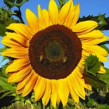 Sunflower Seeds - Sunzilla Giant