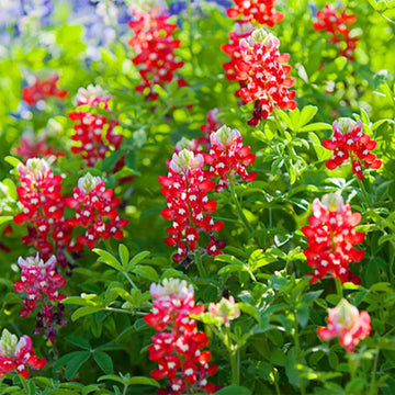 Bluebonnet Seeds – Red Texas