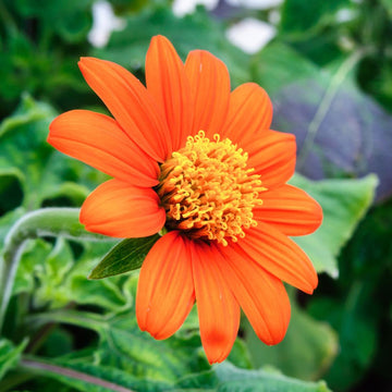 Mexican Sunflower Seeds – Tithonia Rotundifolia