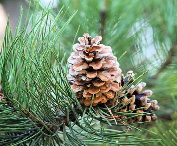 Pine Seeds – Eastern White