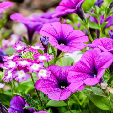 Petunia Seeds