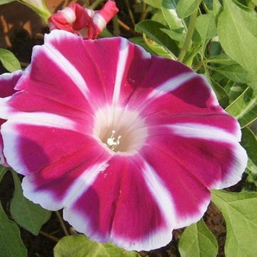 Morning Glory Seeds – Red Picotee