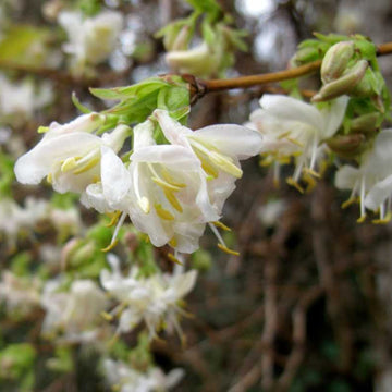 Honeysuckle Seeds – Winter