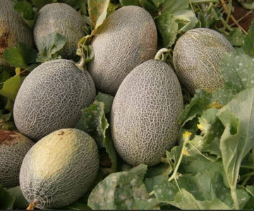 Melon Seeds – Sweet