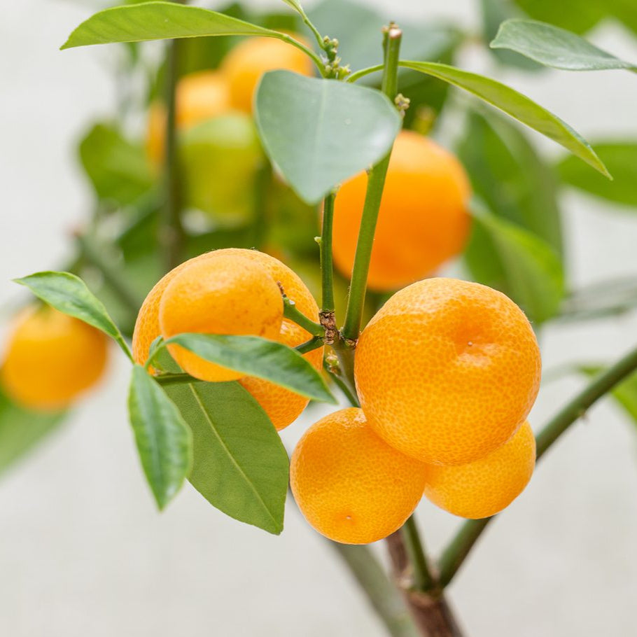 Orange Seeds - Dwarf