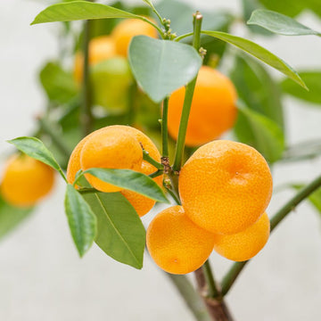 Orange Seeds - Dwarf