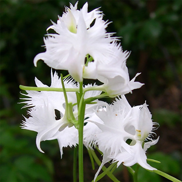 White Egret Orchid Seeds – Fringed Habenaria