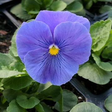 Pansy Seeds – Blue
