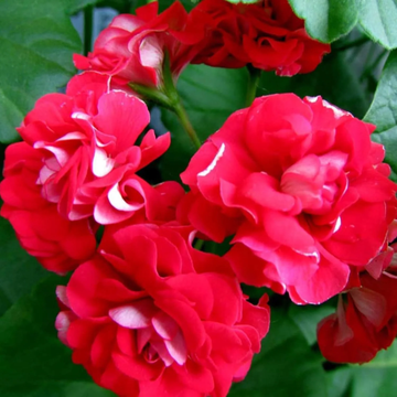 Impatiens Seeds – Double