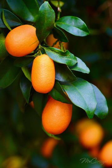 Kumquat Seeds – Nagami