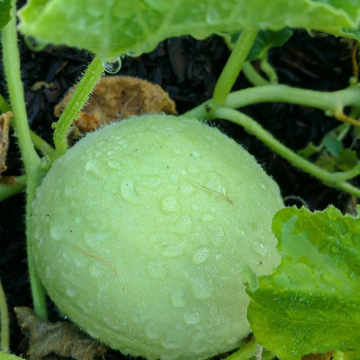 Melon Seeds - Tiger
