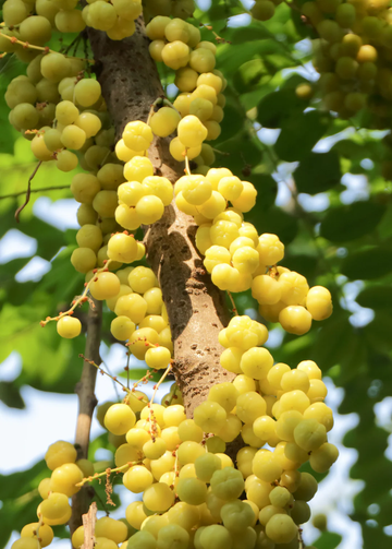 Gooseberry Seeds - Tahitian