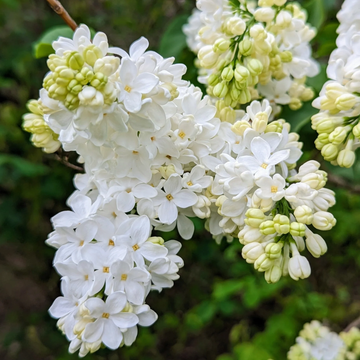Lilac Seeds – White