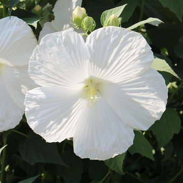 Hibiscus Seeds - Snow White
