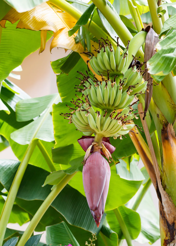 Banana Seeds – Dwarf