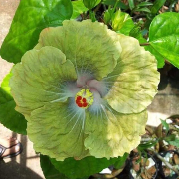 Hibiscus Seeds – Green