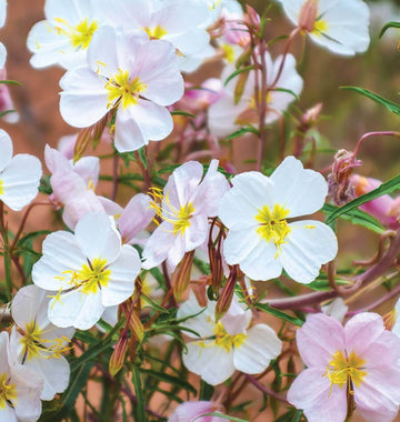 Primrose Seeds – Pale Evening