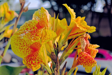 Canna Lily Seeds – Yellow