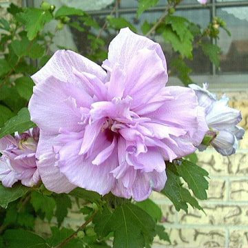 Rose of Sharon Seeds – Light Pink Double