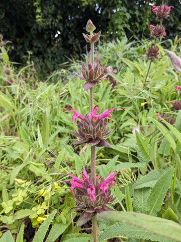 Salvia Spathacea Seeds – Hummingbird Sage