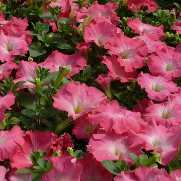 Petunia Seeds – Easy Wave Rosy Dawn