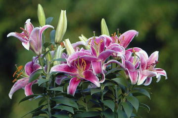 Easter Lily Vine Seeds