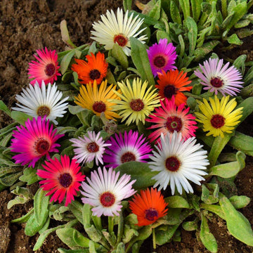 Livingstone Daisy Seeds