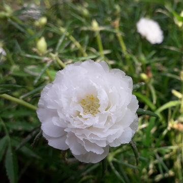 Portulaca Seeds – Grandiflora