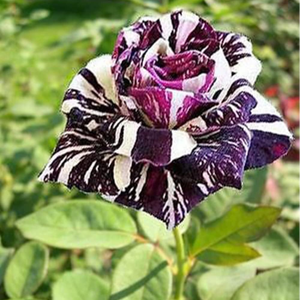 Black Dragon Rose Seeds – Rare Black-Blooming