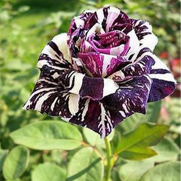 Black Dragon Rose Seeds – Rare Black-Blooming