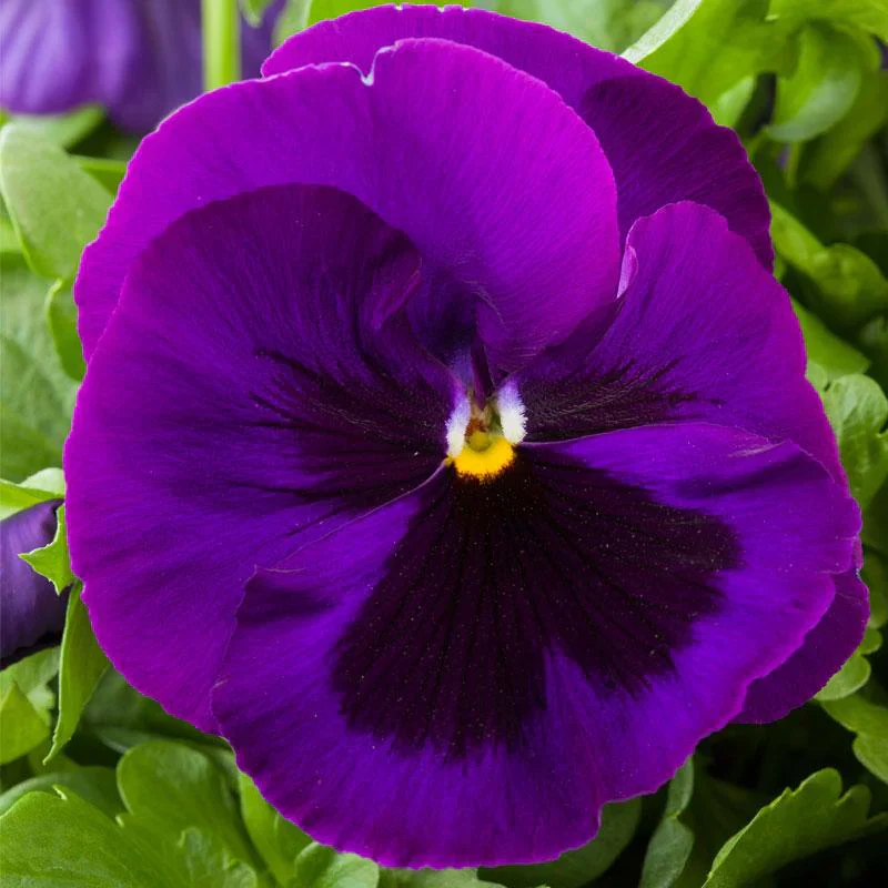 Pansy Seeds – Violet
