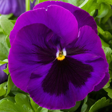 Pansy Seeds – Violet