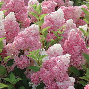 Hydrangea Seeds – Strawberry