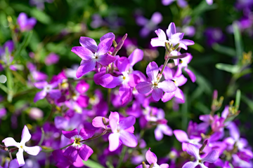 Stock Seeds – Night-Scented