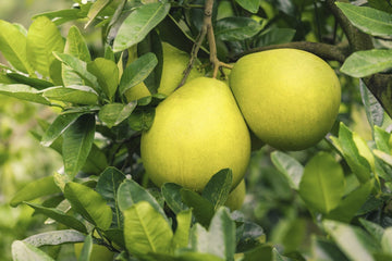 Pomelo Seeds