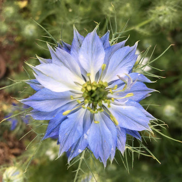 Love-in-a-Mist  Seeds – Nigella