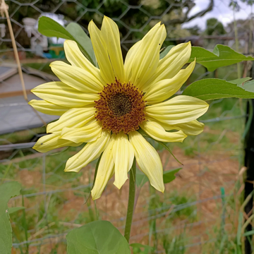 Sunflower Seeds – Moonwalker