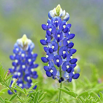 Lupine Seeds – Texas Bluebonnet