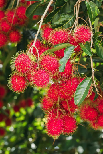 Rambutan Seeds – Tropical