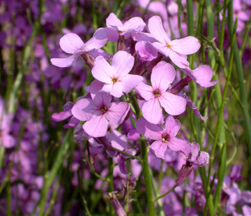 Dame's Rocket Seeds – Perennial Blooms
