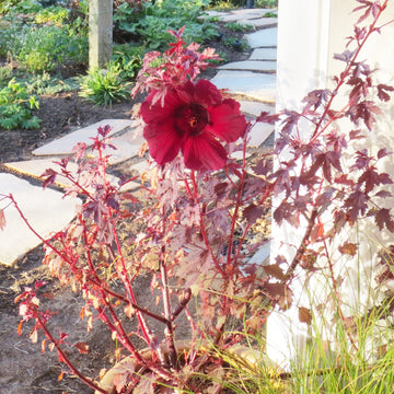 Hibiscus Seeds – Mahogany Splendor