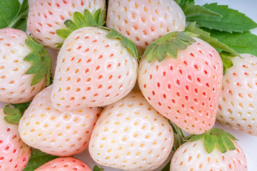Strawberry Seeds - White