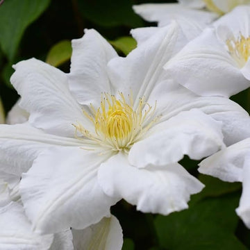 Clematis Seeds – White
