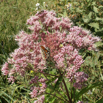 Joe-Pye Weed Seeds – Spotted