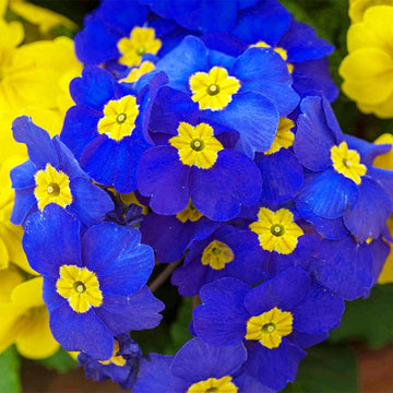 Primula Seeds – Perennial Bloom