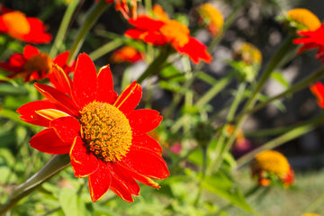 Mexican Sunflower Seeds – Heirloom,  Vibrant Blooms