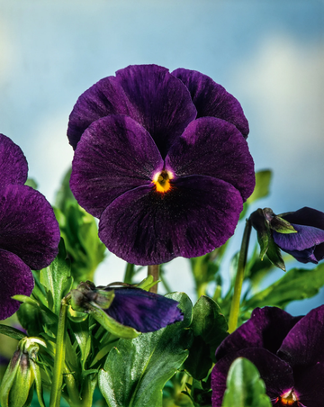Pansy Seeds - Dark Purple