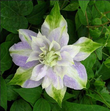 Clematis Seeds – Purple Green