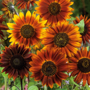 Sunflower Seeds – Earth Walker